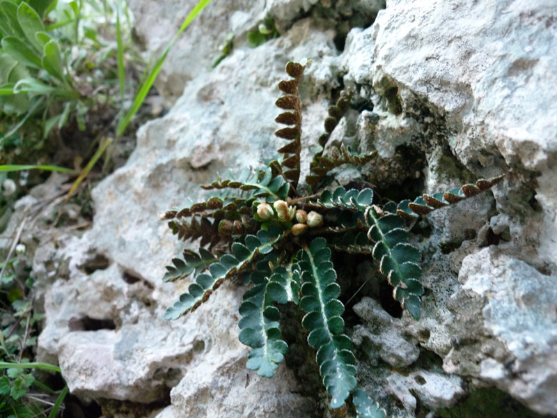 Questo e un Ceterach officinarum (Rusty back fern)